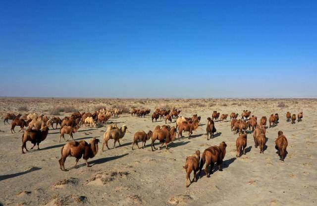 手機信號增強器|新疆牧民靠衛星定位，在家實現智能放牧